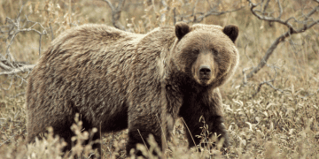 Hey Bear: Why we yell it in bear country